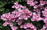 Diascias de couleur rose. ©Imladris, Adobestock